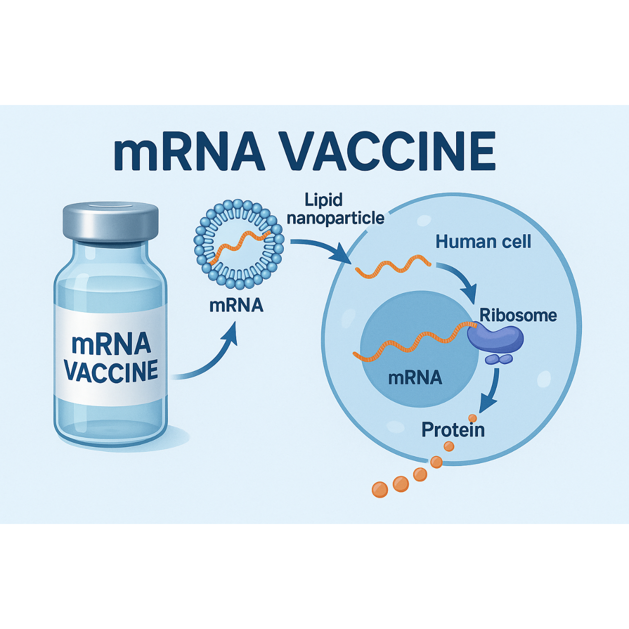 HHS Halts BARDA-Funded mRNA Vaccine Programs in Major Policy Shift